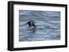 Off of Machias Seal Island, Maine, USA An Atlantic Puffin glides above the water.-Karen Ann Sullivan-Framed Photographic Print