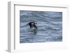 Off of Machias Seal Island, Maine, USA An Atlantic Puffin glides above the water.-Karen Ann Sullivan-Framed Photographic Print