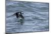 Off of Machias Seal Island, Maine, USA An Atlantic Puffin glides above the water.-Karen Ann Sullivan-Mounted Photographic Print