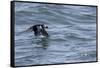 Off of Machias Seal Island, Maine, USA An Atlantic Puffin glides above the water.-Karen Ann Sullivan-Framed Stretched Canvas