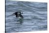 Off of Machias Seal Island, Maine, USA An Atlantic Puffin glides above the water.-Karen Ann Sullivan-Stretched Canvas