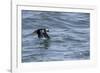 Off of Machias Seal Island, Maine, USA An Atlantic Puffin glides above the water.-Karen Ann Sullivan-Framed Photographic Print