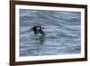 Off of Machias Seal Island, Maine, USA An Atlantic Puffin glides above the water.-Karen Ann Sullivan-Framed Photographic Print