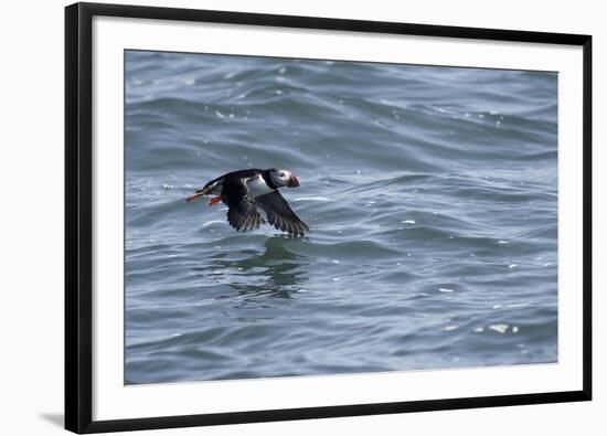 Off of Machias Seal Island, Maine, USA An Atlantic Puffin glides above the water.-Karen Ann Sullivan-Framed Photographic Print