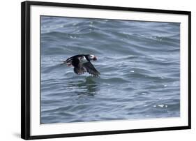 Off of Machias Seal Island, Maine, USA An Atlantic Puffin glides above the water.-Karen Ann Sullivan-Framed Photographic Print