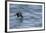 Off of Machias Seal Island, Maine, USA An Atlantic Puffin glides above the water.-Karen Ann Sullivan-Framed Photographic Print