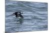 Off of Machias Seal Island, Maine, USA An Atlantic Puffin glides above the water.-Karen Ann Sullivan-Mounted Photographic Print