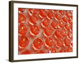 Offering Light in a Buddhist Temple, Malaysia-Michele Molinari-Framed Photographic Print