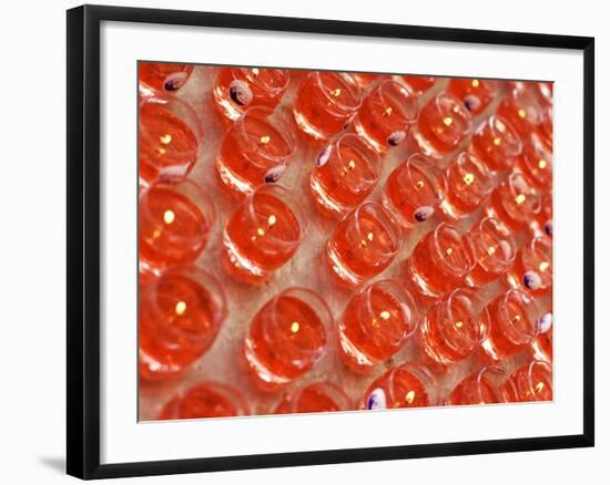 Offering Light in a Buddhist Temple, Malaysia-Michele Molinari-Framed Photographic Print