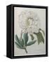 Official Peony-Pierre-Joseph Redoute-Framed Stretched Canvas