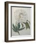 Official Peony-Pierre-Joseph Redoute-Framed Art Print