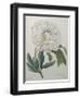 Official Peony-Pierre-Joseph Redoute-Framed Art Print