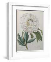 Official Peony-Pierre-Joseph Redoute-Framed Art Print