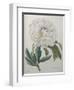 Official Peony-Pierre-Joseph Redoute-Framed Art Print