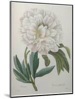 Official Peony-Pierre-Joseph Redoute-Mounted Art Print