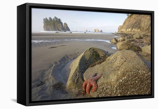 Offsore Sea Stacks and Tidepools with Ochre Sea Stars-null-Framed Stretched Canvas