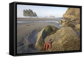 Offsore Sea Stacks and Tidepools with Ochre Sea Stars-null-Framed Stretched Canvas