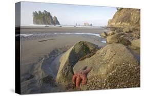 Offsore Sea Stacks and Tidepools with Ochre Sea Stars-null-Stretched Canvas