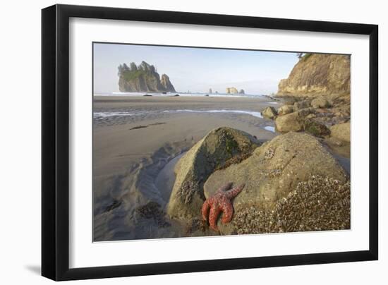 Offsore Sea Stacks and Tidepools with Ochre Sea Stars-null-Framed Photographic Print