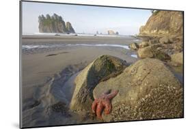 Offsore Sea Stacks and Tidepools with Ochre Sea Stars-null-Mounted Photographic Print