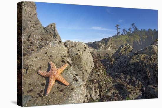 Offsore Sea Stacks and Tidepools with Ochre Sea-null-Stretched Canvas