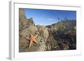 Offsore Sea Stacks and Tidepools with Ochre Sea-null-Framed Photographic Print