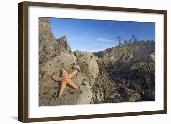 Offsore Sea Stacks and Tidepools with Ochre Sea-null-Framed Photographic Print