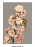 Cherry Blossom, Vintage Japanese Photography-Ogawa Kasamase-Art Print