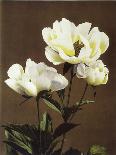 Herbaceous Peony, 19th Century-Ogawa Kazuma-Framed Giclee Print