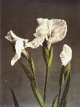 Iris Kaempferi, 19th Century-Ogawa Kazuma-Framed Giclee Print