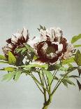 Tree Peony, 19th Century-Ogawa Kazuma-Framed Giclee Print