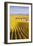 Oger, Champagne Ardenne, France-Matteo Colombo-Framed Photographic Print