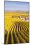 Oger, Champagne Ardenne, France-Matteo Colombo-Mounted Photographic Print