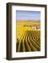 Oger, Champagne Ardenne, France-Matteo Colombo-Framed Photographic Print