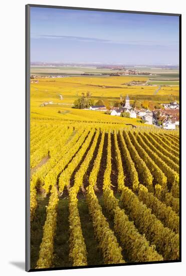 Oger, Champagne Ardenne, France-Matteo Colombo-Mounted Photographic Print