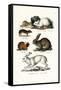 Ogotona Hare, 1824-Karl Joseph Brodtmann-Framed Stretched Canvas