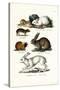 Ogotona Hare, 1824-Karl Joseph Brodtmann-Stretched Canvas