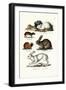 Ogotona Hare, 1824-Karl Joseph Brodtmann-Framed Giclee Print