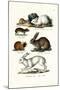 Ogotona Hare, 1824-Karl Joseph Brodtmann-Mounted Giclee Print