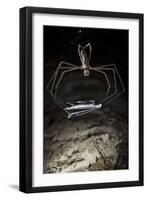 Ogre Faced - Net-Casting Spider (Deinopis Sp) with Web Held Between Legs-Alex Hyde-Framed Premium Photographic Print