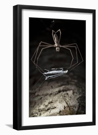 Ogre Faced - Net-Casting Spider (Deinopis Sp) with Web Held Between Legs-Alex Hyde-Framed Premium Photographic Print