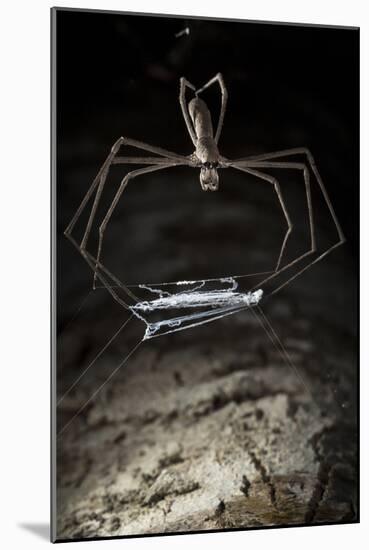 Ogre Faced - Net-Casting Spider (Deinopis Sp) with Web Held Between Legs-Alex Hyde-Mounted Photographic Print