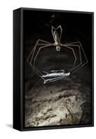 Ogre Faced - Net-Casting Spider (Deinopis Sp) with Web Held Between Legs-Alex Hyde-Framed Stretched Canvas