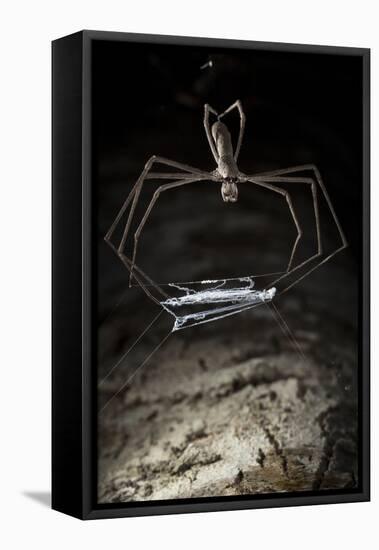 Ogre Faced - Net-Casting Spider (Deinopis Sp) with Web Held Between Legs-Alex Hyde-Framed Stretched Canvas