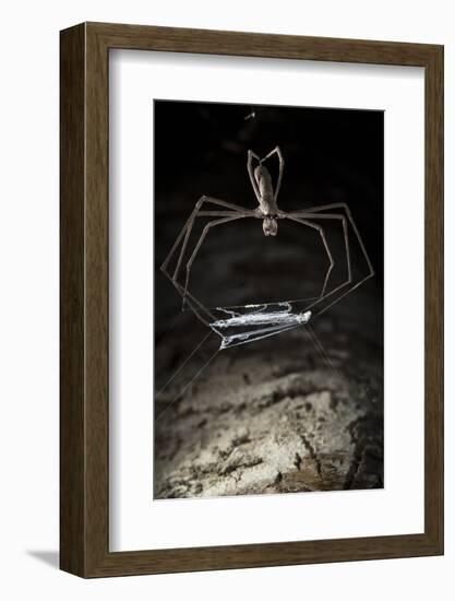 Ogre Faced - Net-Casting Spider (Deinopis Sp) with Web Held Between Legs-Alex Hyde-Framed Photographic Print