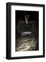 Ogre Faced - Net-Casting Spider (Deinopis Sp) with Web Held Between Legs-Alex Hyde-Framed Photographic Print