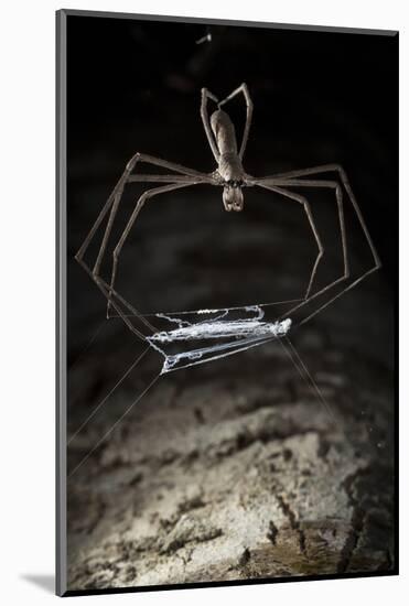 Ogre Faced - Net-Casting Spider (Deinopis Sp) with Web Held Between Legs-Alex Hyde-Mounted Photographic Print