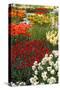 Ogres Full of Colorful Flowers, Tulips and Hyacinths. Vertical.-protechpr-Stretched Canvas