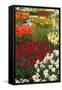 Ogres Full of Colorful Flowers, Tulips and Hyacinths. Vertical.-protechpr-Framed Stretched Canvas