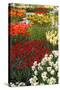 Ogres Full of Colorful Flowers, Tulips and Hyacinths. Vertical.-protechpr-Stretched Canvas